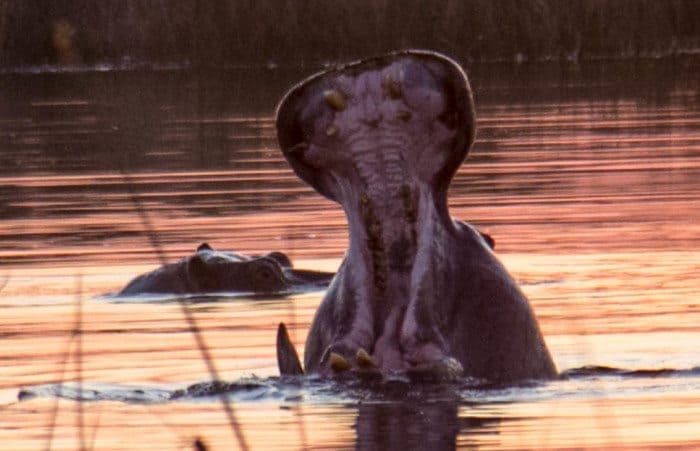 Okavango Delta Sunset Hippos Botswana