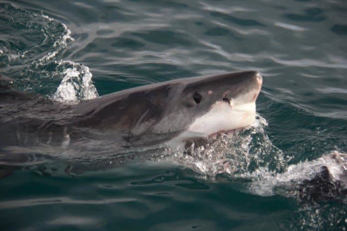 Great White Shark South Africa