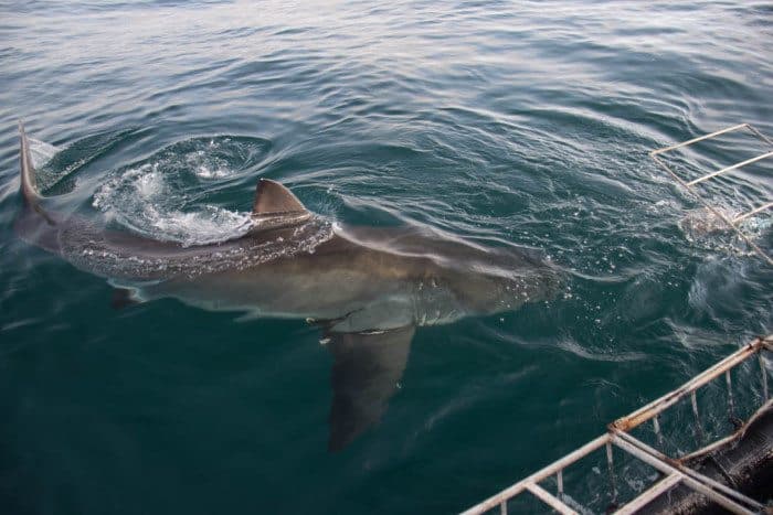 Great White Shark Cage Diving South Africa