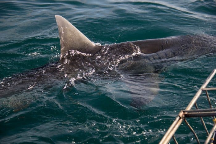 Great White Shark Cage Diving South Africa