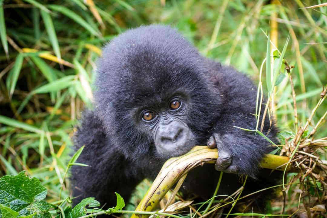 Gorilla Trekking Rwanda- best camera accessories