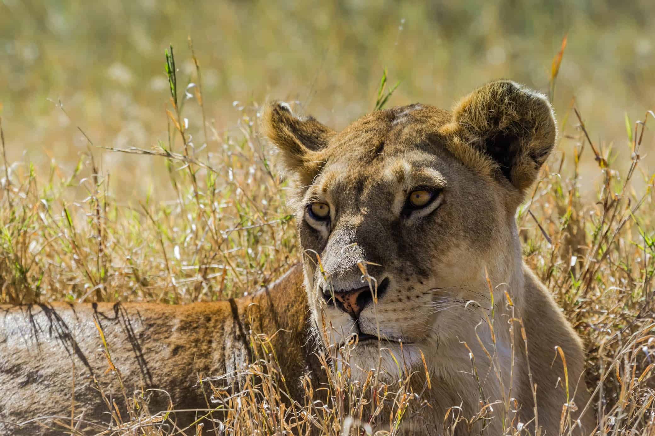 Serengeti safari -Lion