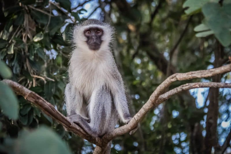 Vervet Monkey Zimbabwe Africa
