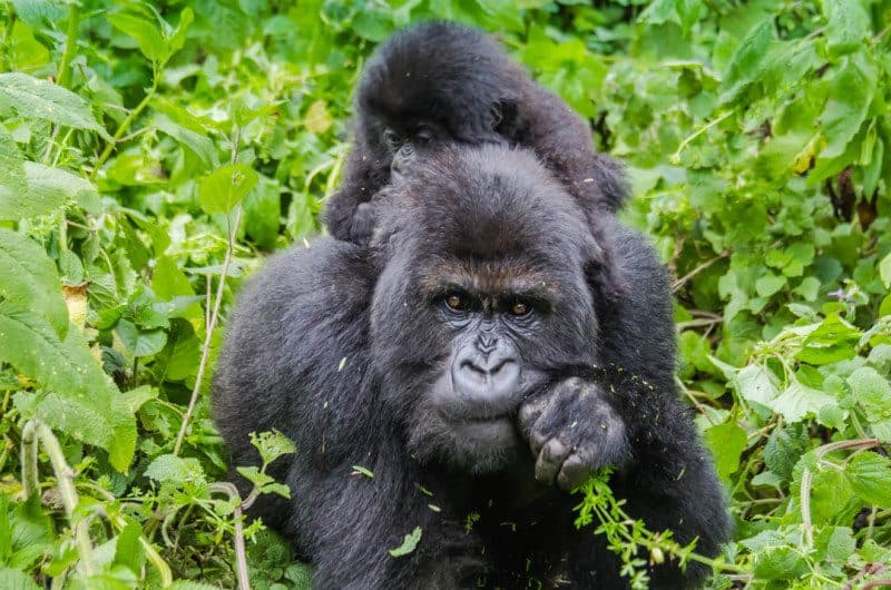 Mountain Gorilla Rwanda Susa Group