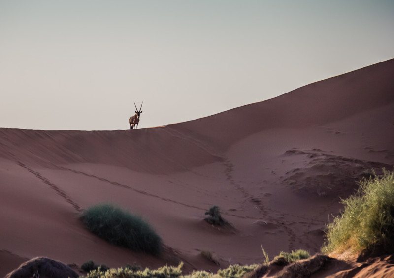 Oryx Sossusvlei Deadvlei Namibia