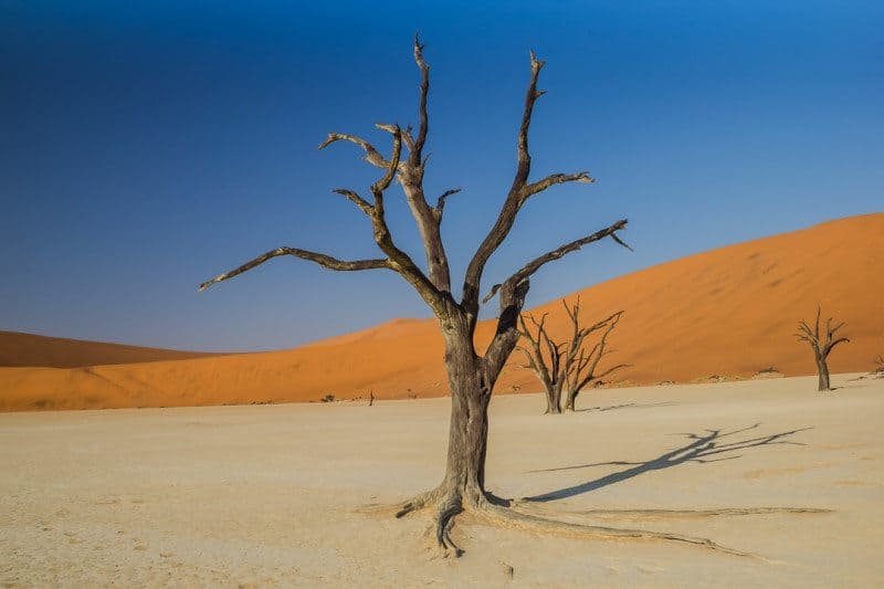 Tree in Deadvlei Namibia