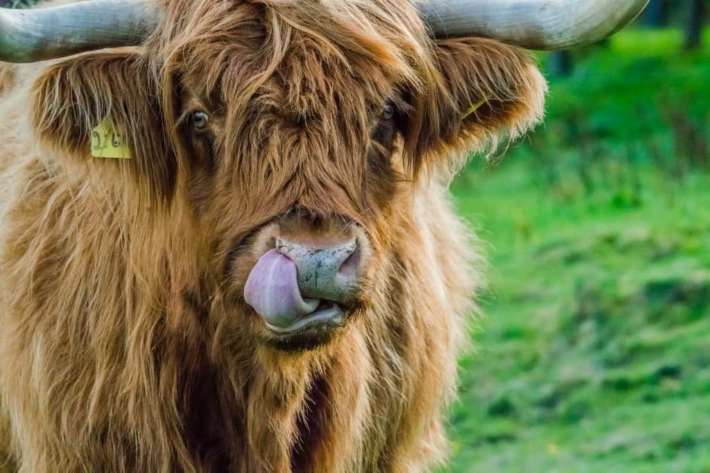 Highland Coo on Scotland Road Trip North East 250
