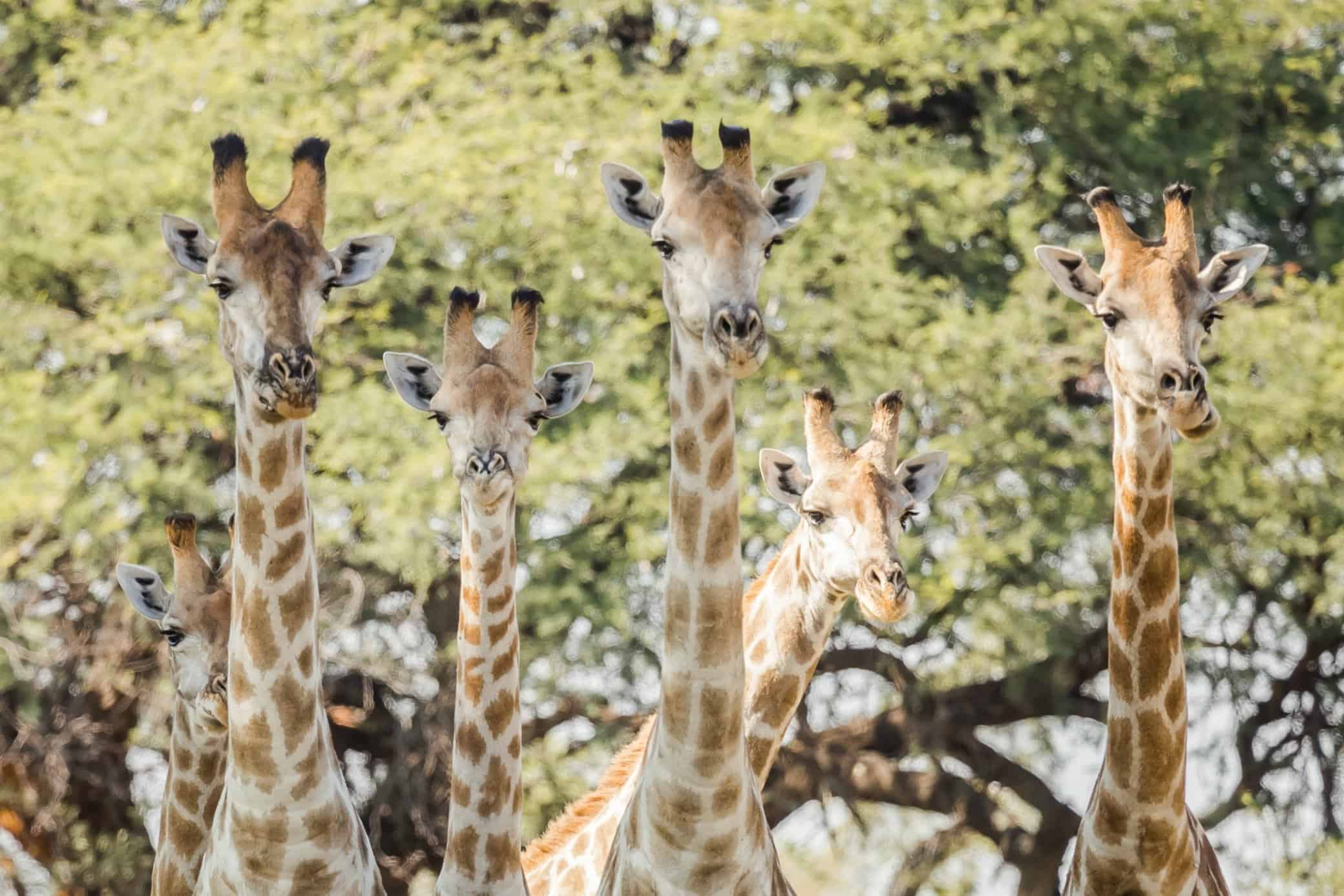 top 10 best safari in africa