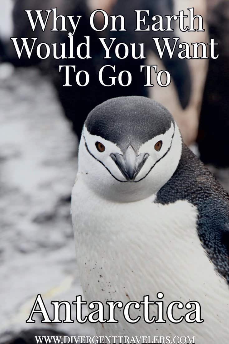 Why Go To Antarctica? 16 Best Reasons Why You Should Why Go To Antarctica? 16 Best Reasons Why You Should