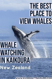 Kaikoura Whale Watching The Ultimate Guide Divergent Travelers