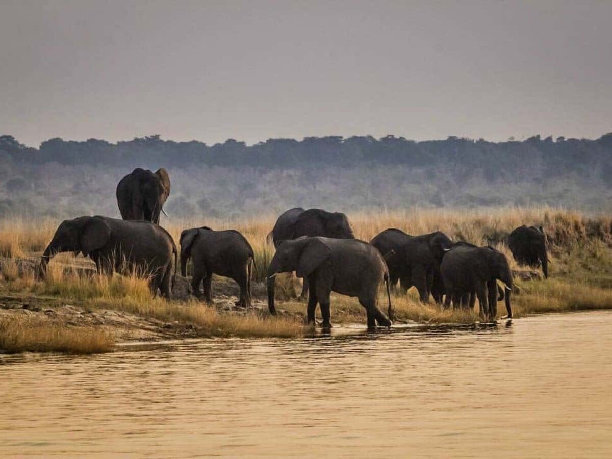 Chobe National Park Safari Guide