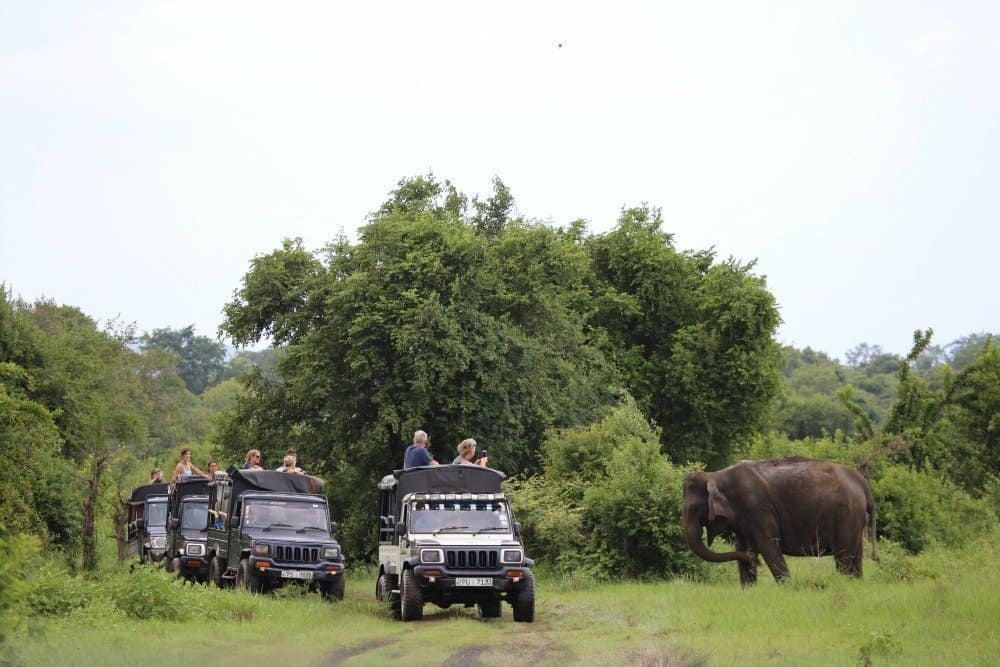 Kaudulla National Park: Best Place to See Elephants in Sri Lanka