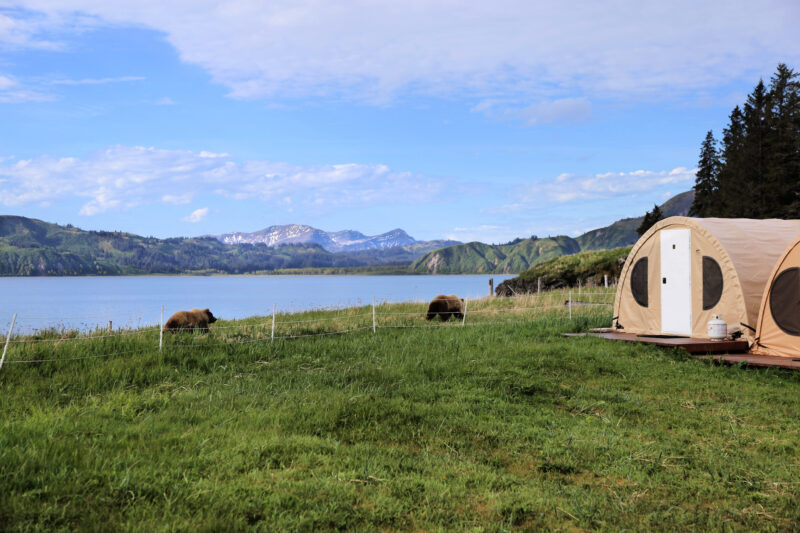 Tents deployed on a greenfield near a lake with the brown bears in Alaska.