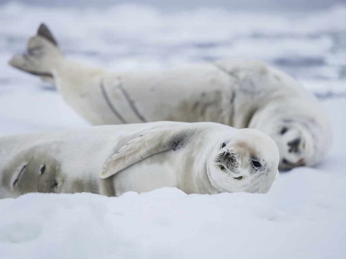 Animals in Antarctica - A Wildlife Guide To Antarctic Regions Animals in Antarctica - A Wildlife Guide To Antarctic Regions