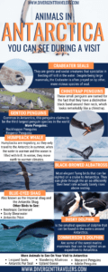 Animals in Antarctica You Can See During a Visit