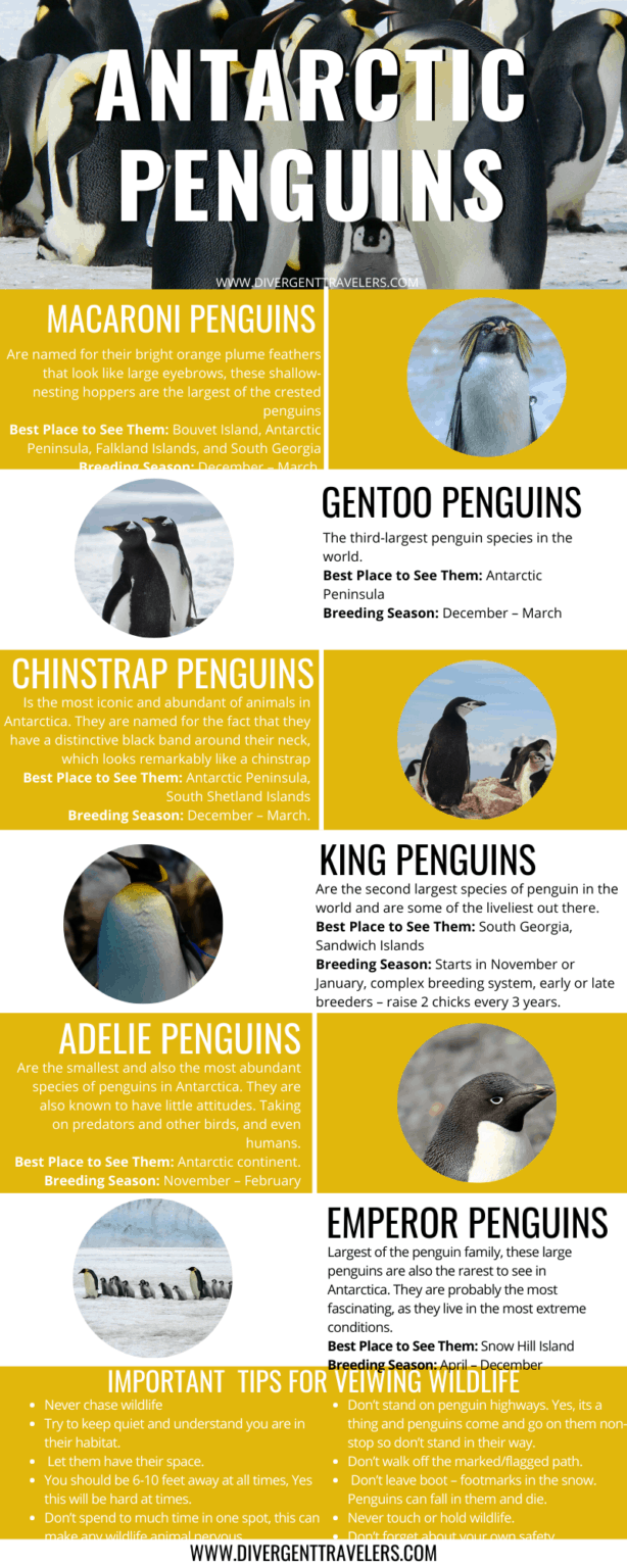 Animals in Antarctica - A Wildlife Guide To Antarctic Regions
