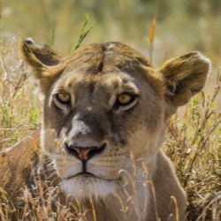 Best Safari Tours in Africa