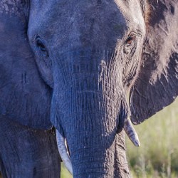 Best Safari's in Africa