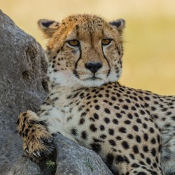 Best Tours in Africa