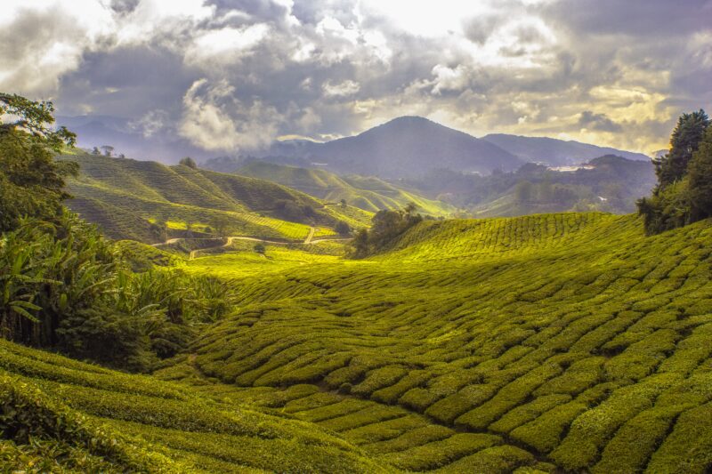 Cameron Highlands in Malaysia
