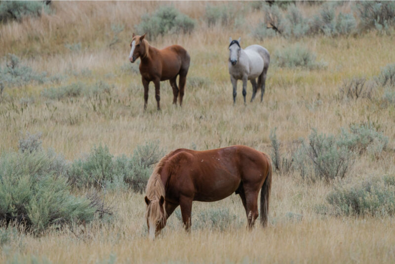 Guide to Theodore Roosevelt National Park