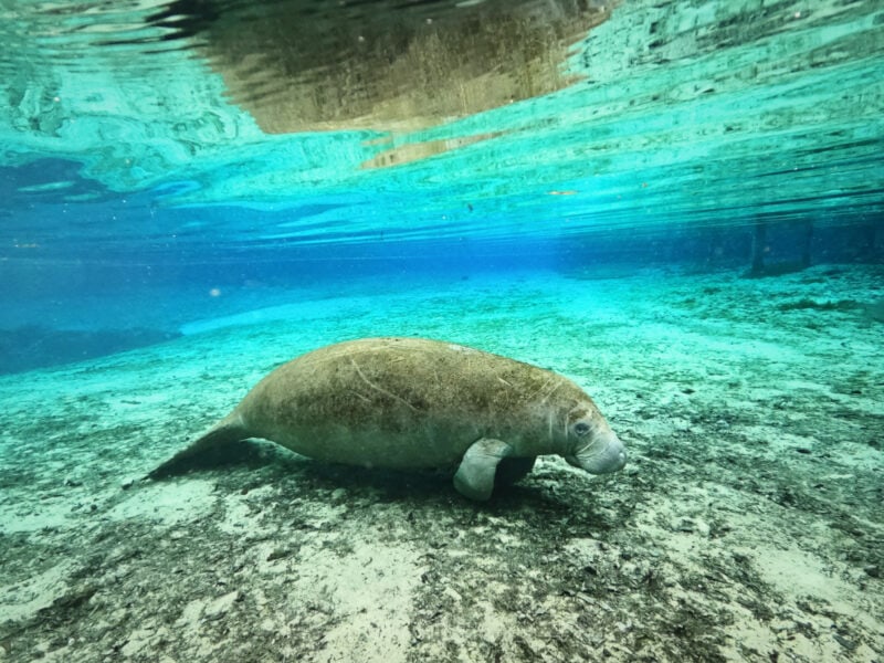 How & Where to Swim with Manatees in Florida