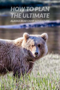 How to plan the ultimate Alaska Bear Camp Adventure a Worlds Top travel adventure by the Divergent Travelers Adventure Travel Blog.