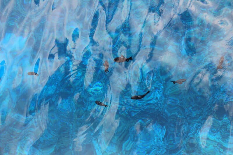 Molokini Snorkeling Maui