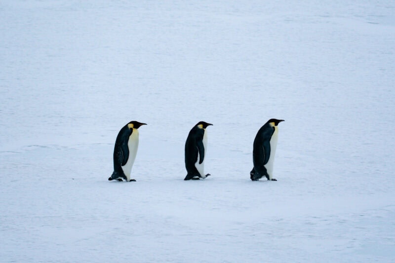 Emperor Penguins in Ross Sea Antarctica