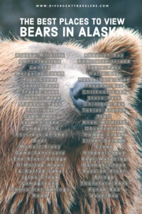 We have put together the ultimate travel guide to viewing bears in Alaska. The best places to view bears in Alaska is just one of the many sections that can be found in our how to plan the ultimate Alaska bear camp adventure.