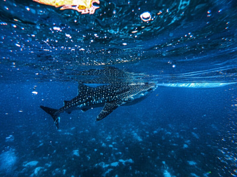 Whale Sharks Philippines