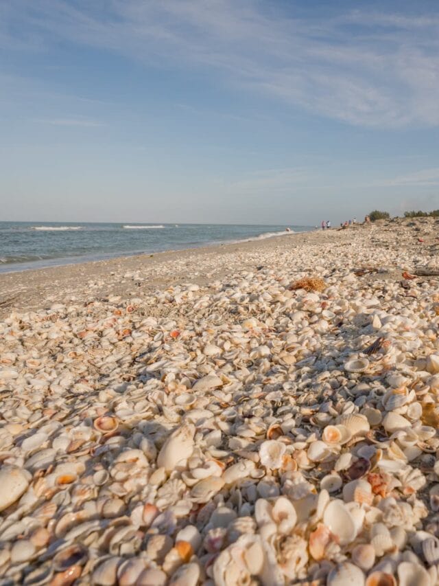 What To do in Sanibel Island, Florida Story Divergent Travelers