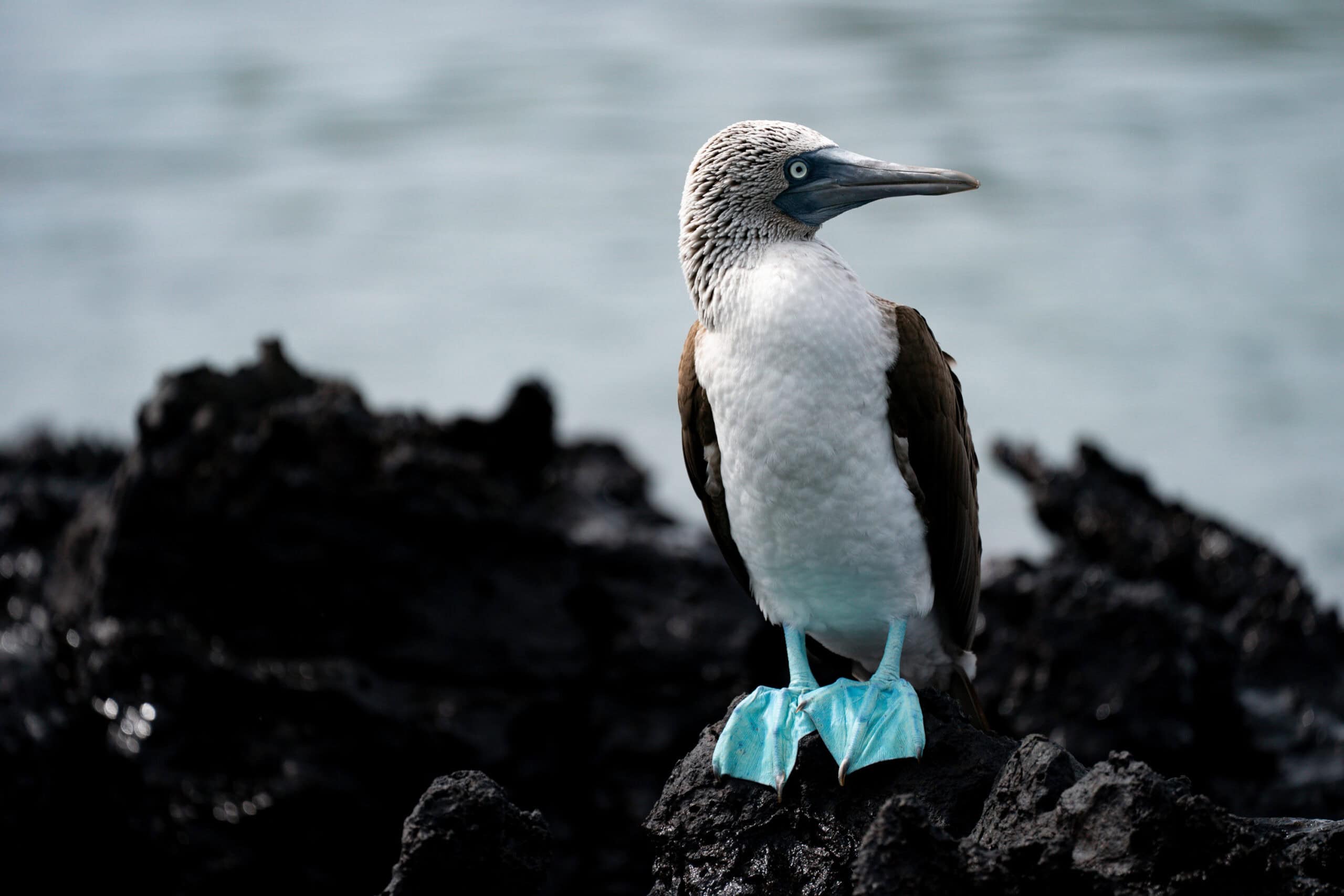 Blue footed booby in Galapagos Islands