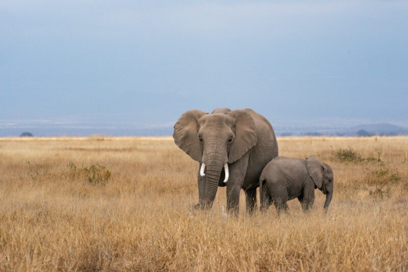 Elephant in Amboseli National Park, Kenya