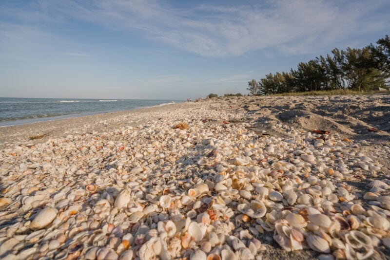 Shelling Beach on Sanibel Island, Florida