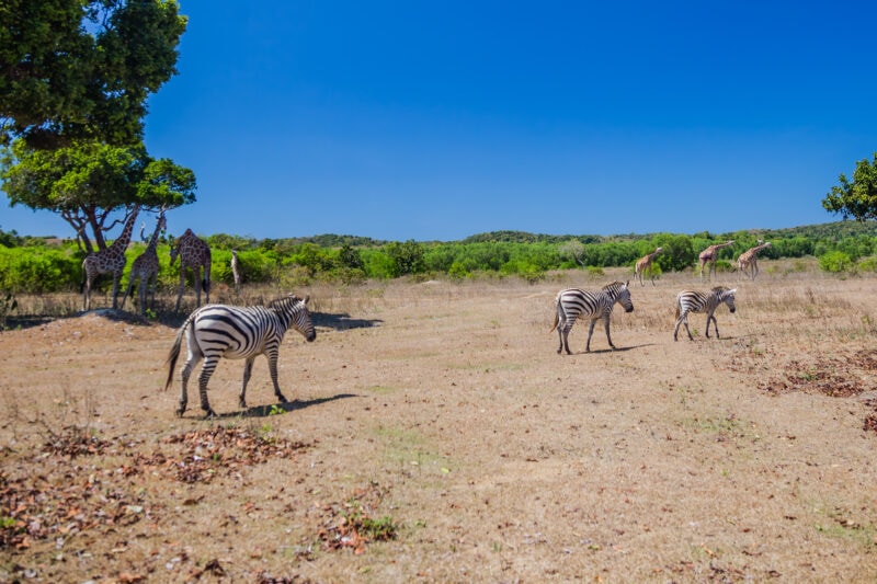 Calauit Safari Park, Philippines