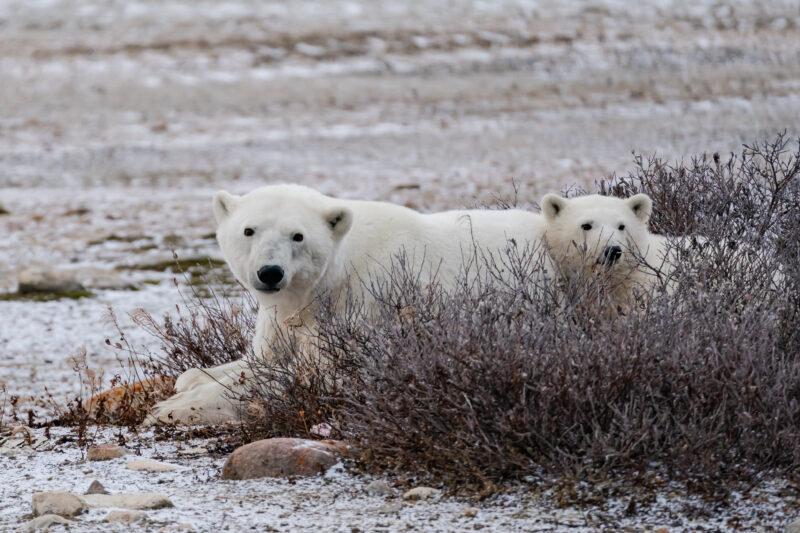 polar bears in Churchill, Manitoba, Canada