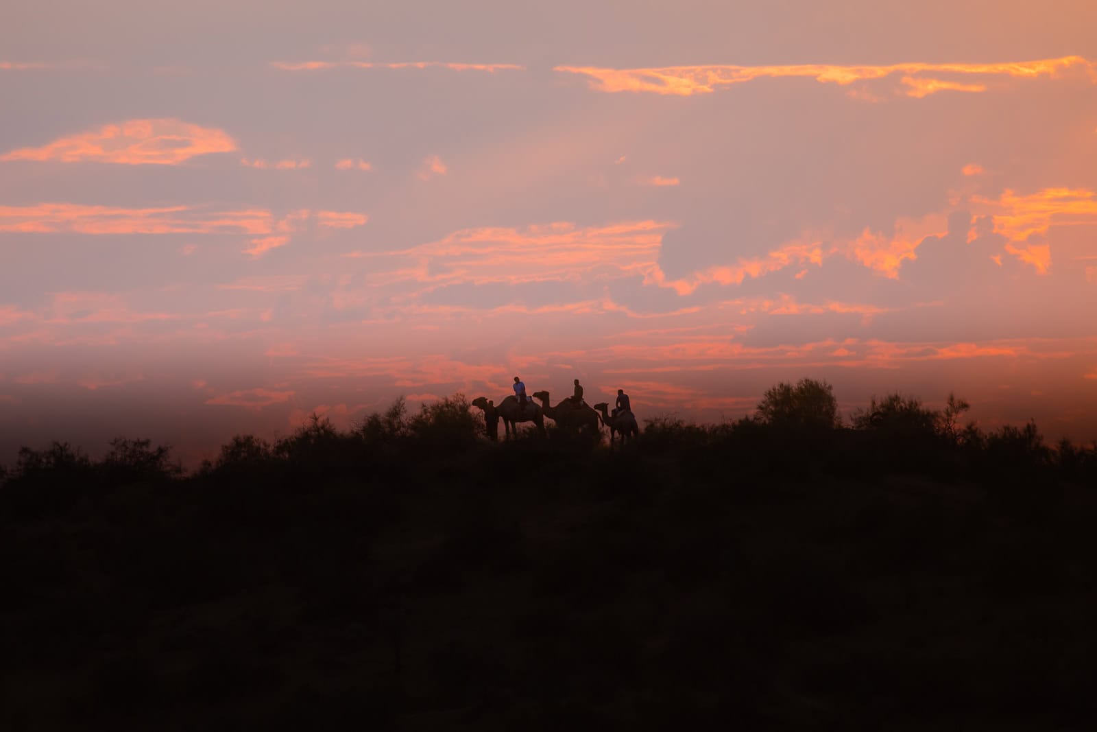Camels in Aydar kul desert, Uzbekistan