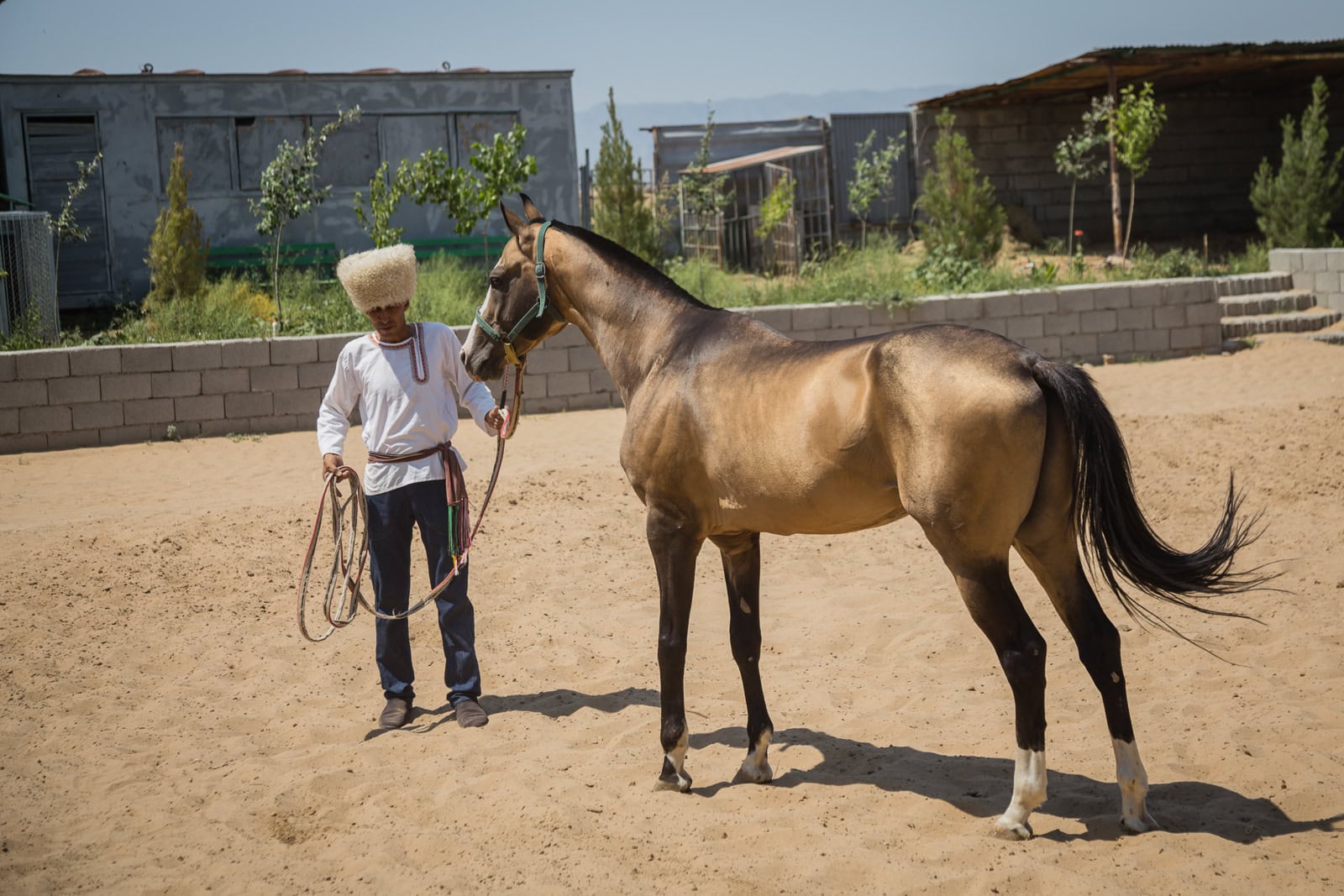 Akhal-Teke Horse, Ashgabat, Turkmenistan