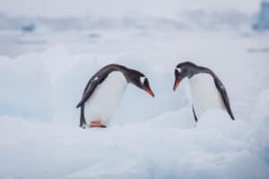 best time to visit Antarctica