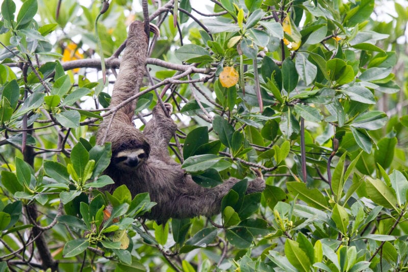 Sloth in Central America