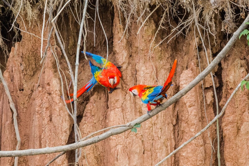 Scarlet Macaws in Peru - South America Travel