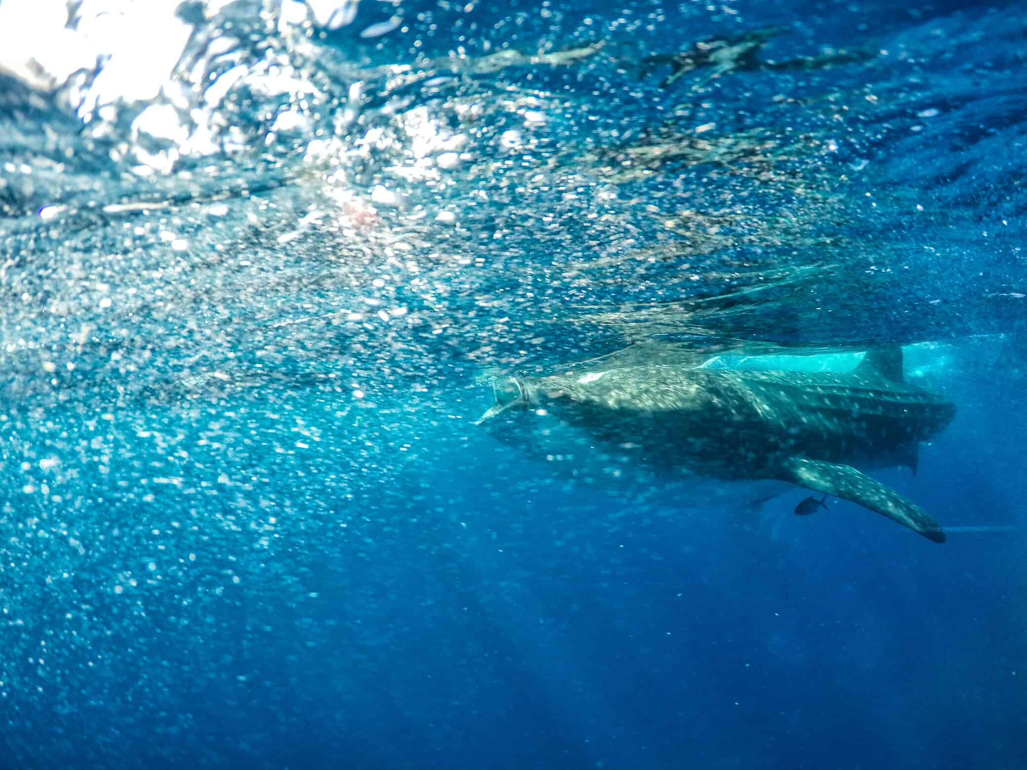 Swimming with Whale Sharks in Cancun