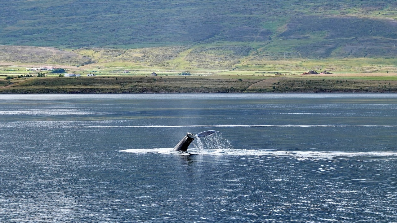 Whale Watching in Iceland