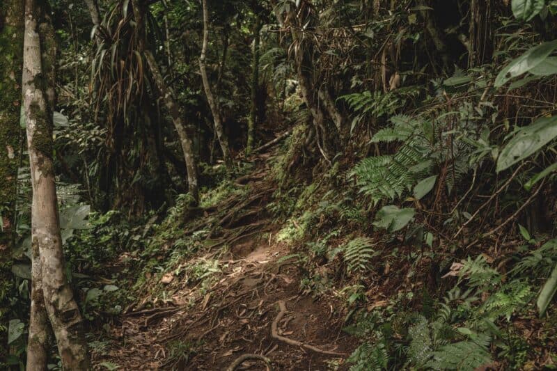 jungle trail